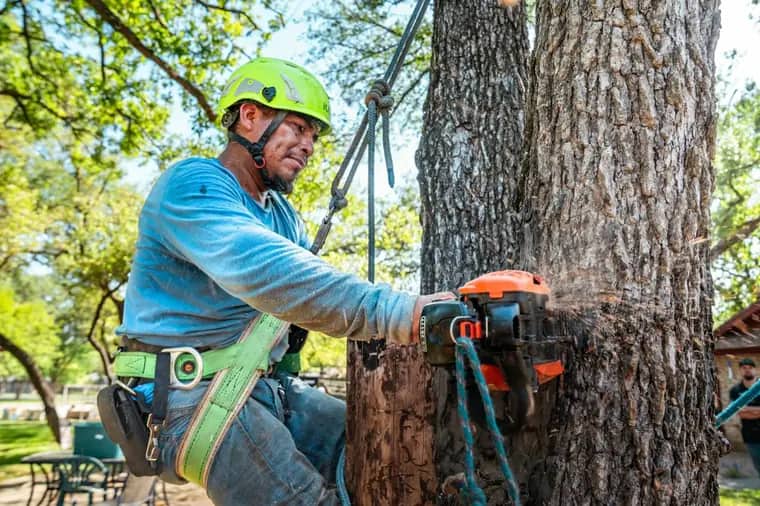 Tree service crew working on a Billings, Montana property