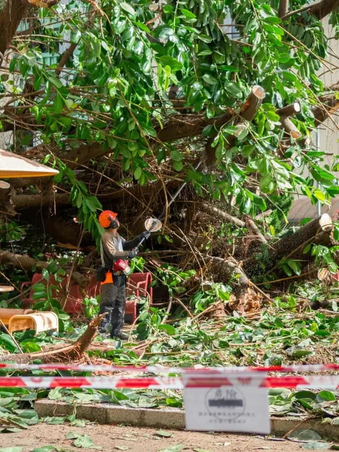 Storm-damaged tree cleanup for a Billings, Montana property
